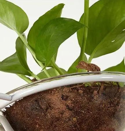 Lumenorth Terrarium Pot Pendant Light